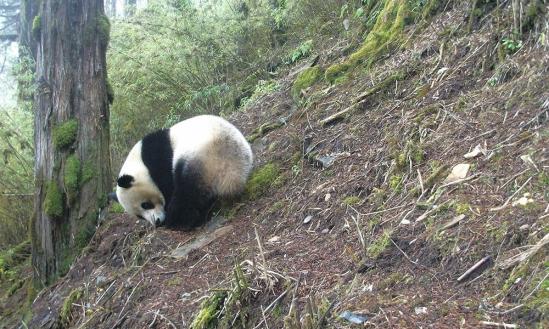 giant panda in the wild (image: wwf/canon)