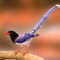 Red-billed Blue Magpie ( Urocissa erythrorhyncha ) by gary1844 on Flickr