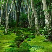Moss Garden, Kyoto, Japan photo via bren